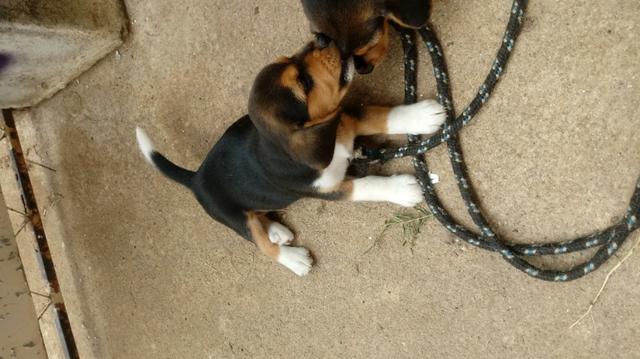 Filhotes de cachorro - Foto 2