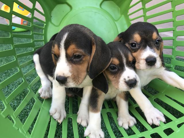 Beagle com pedigree e microchip