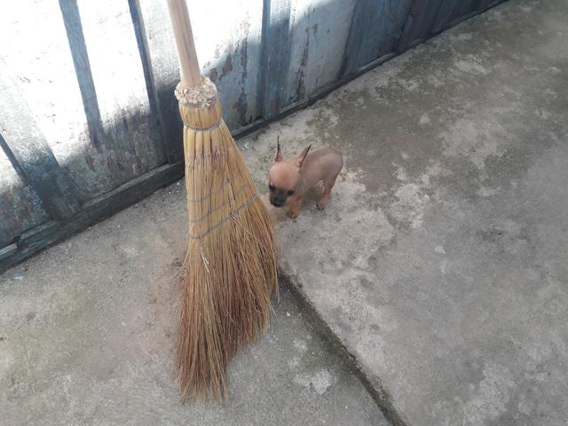 Vendo pinther filhote já desverminado e com primeira.vacina tomada - Foto 2