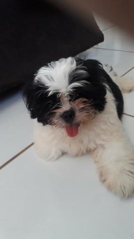 Shih tzu macho