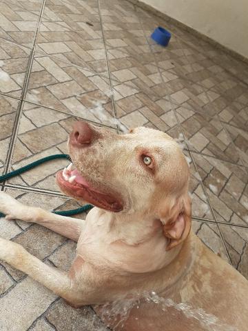 Vendo labrador
