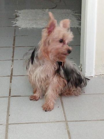 Vendo um york 600.00 - Foto 4