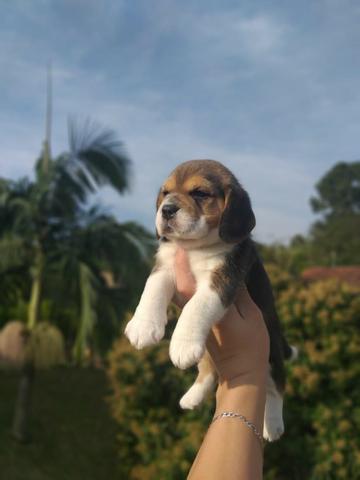 Beagle 13 polegadas, bicolor e tricolor, com suporte veterinário gratuito!