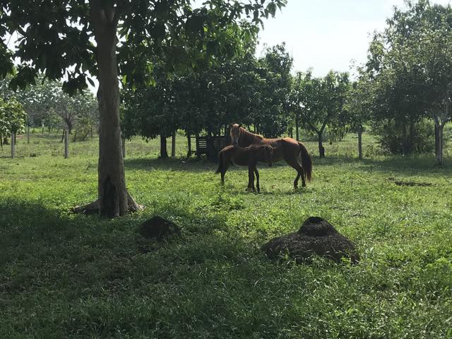 Égua potro