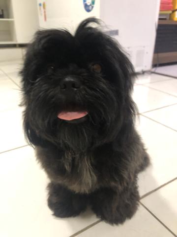 Prucura-se namorada para shih tzu - Foto 2