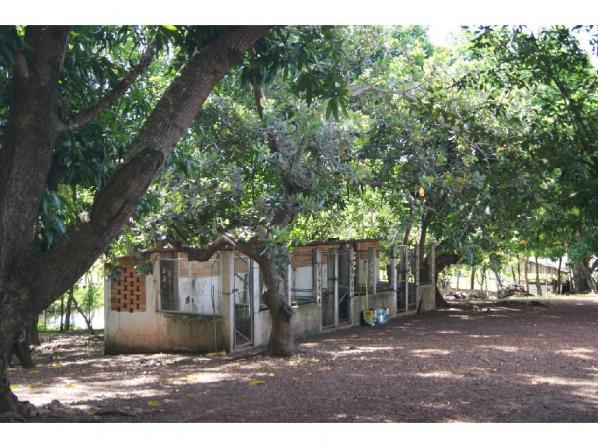 Chácara à venda em Zona rural, Cuiaba cod:20985 - Foto 13