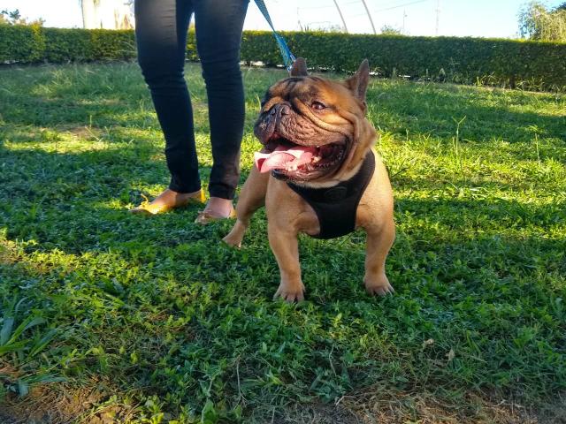 Bulldog Francês : Disponível para cobertura