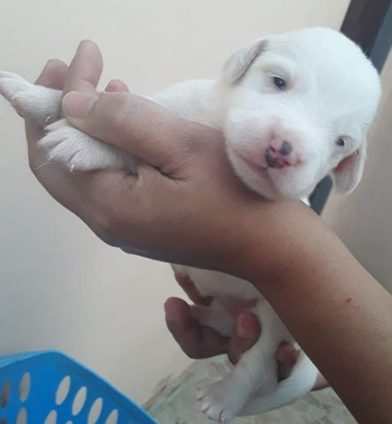 Labradores - Foto 3