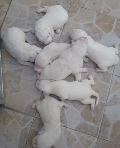 Labradores