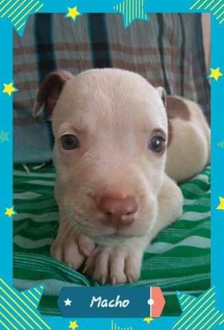 Vendo Filhotes de Pitbull - Foto 2