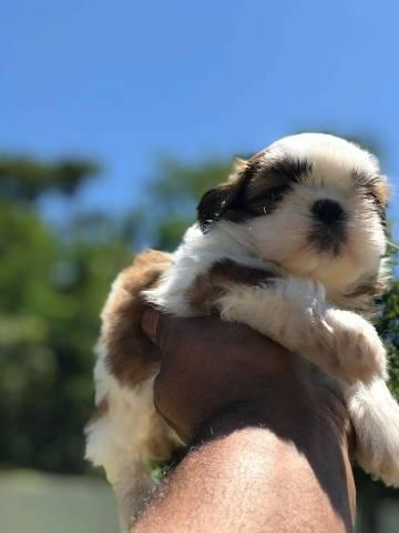 Para sua companhia filhotes saudáveis Shih Tzu - Foto 2