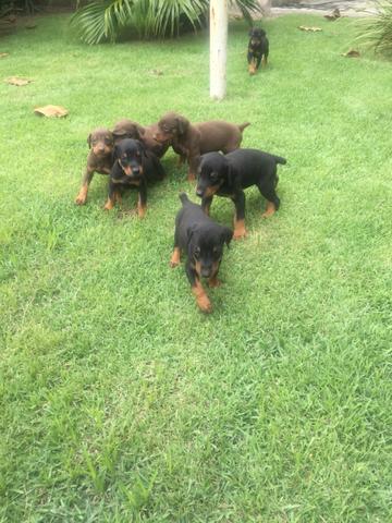 Venda de filhotes de doberman - Foto 3