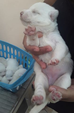 Labradores - Foto 2
