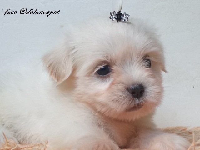 lhasa apso lindos bebes pronta entrega @delanospet 