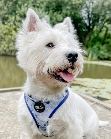 West Terrier lindos filhotes disponível a pronta entrega e encomenda fêmea e macho!!!!