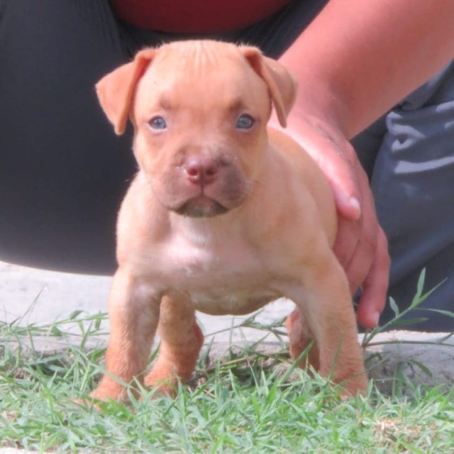 Pitbull lindos filhotes disponível a pronta entrega e encomenda fêmea e macho!!!!