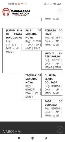 Égua mangalarga registrada 