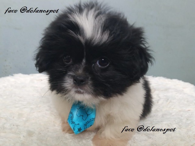 lhasa apso lindos bebes pronta entrega @delanospet 