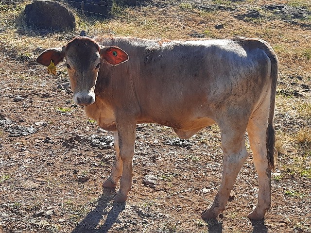 vende-se bezerros, terneiros , gado