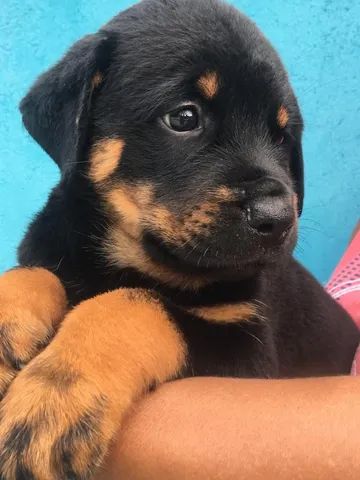 Vendo filhote de rottweiler - Foto 4