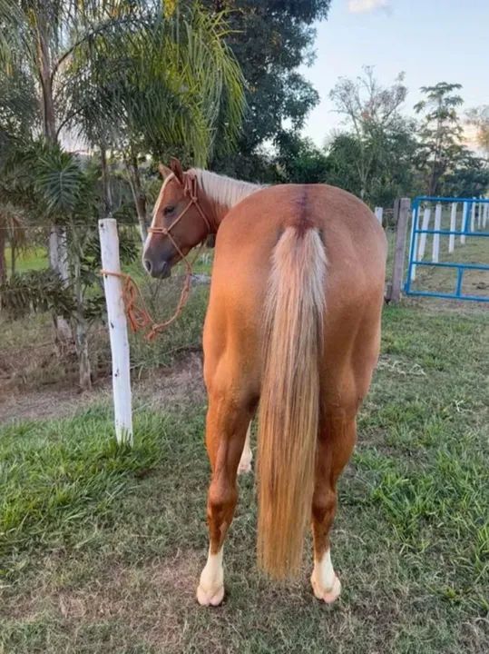 Égua QM Registrada  - Foto 2