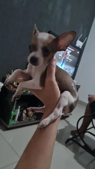 Filhote de Pinscher 50 dias