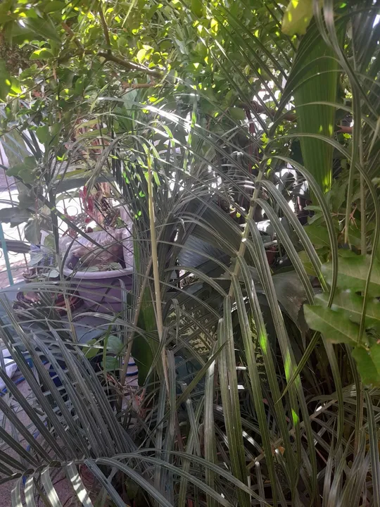 Palmeira triângulo