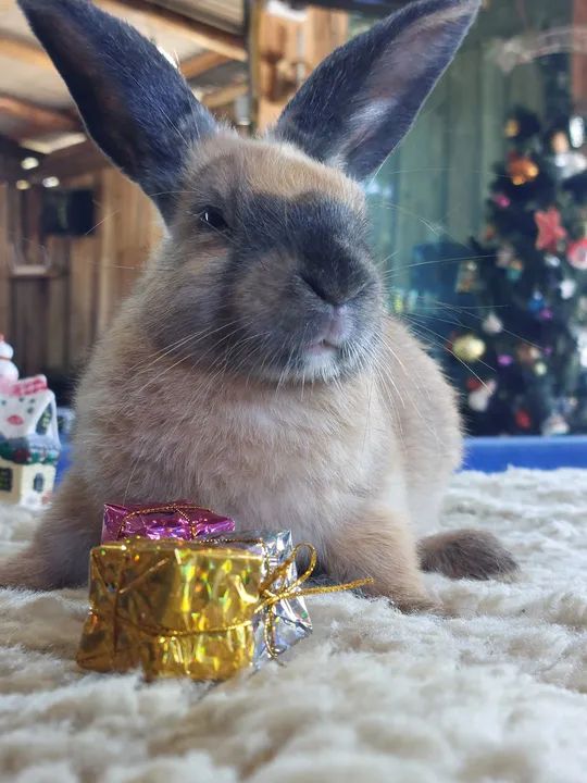 Linda coelha Menina Chocolate com a Fuça preta e orelhas pretas