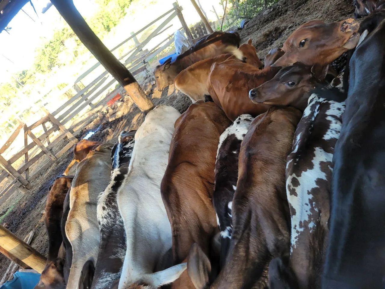 Vacas e novilhas  - Foto 2