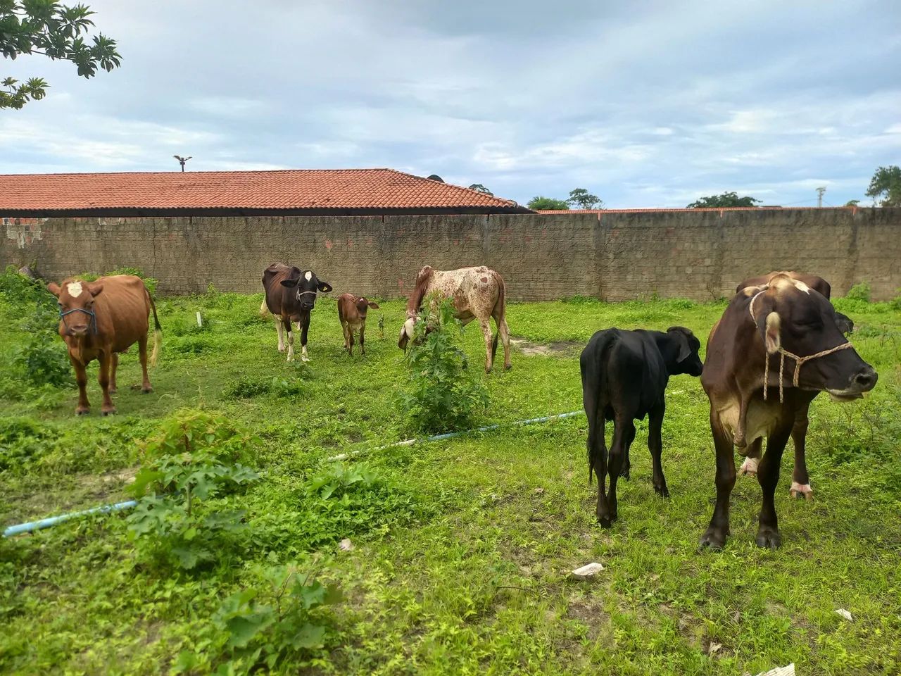Vendo 6 animais  - Foto 6