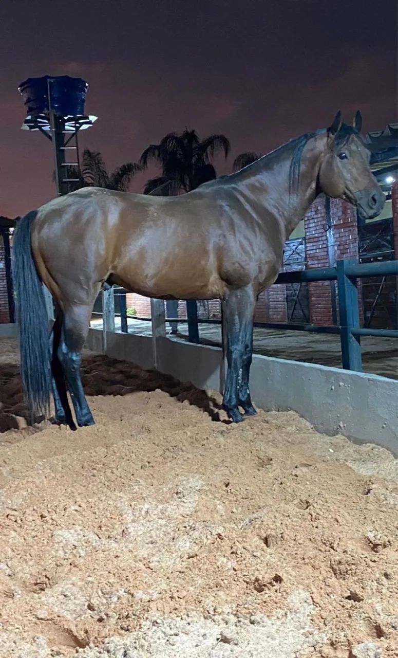 Quarto de milha tambor  - Foto 3