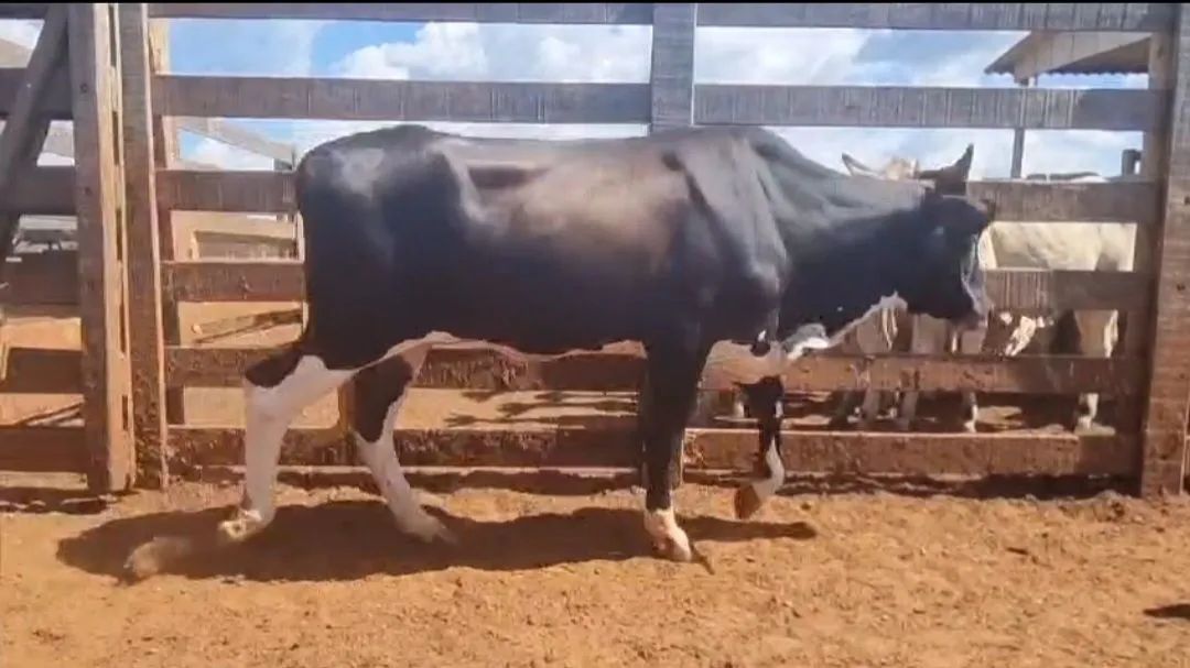 19 Novilhas Neloradas