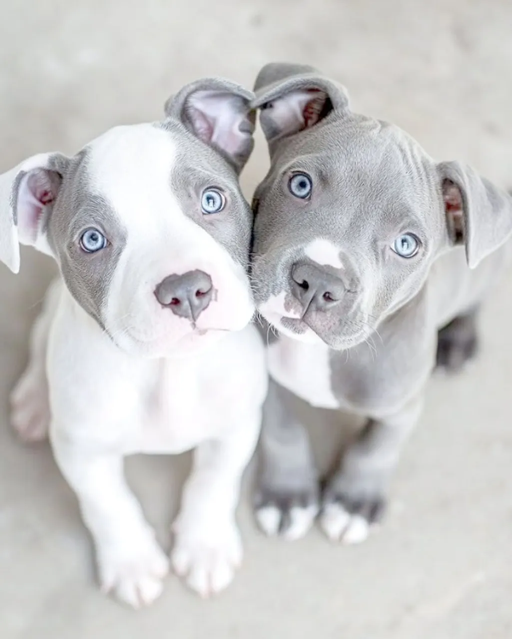 Pitbull Filhotes criados com carinho, perfeitos para companhia