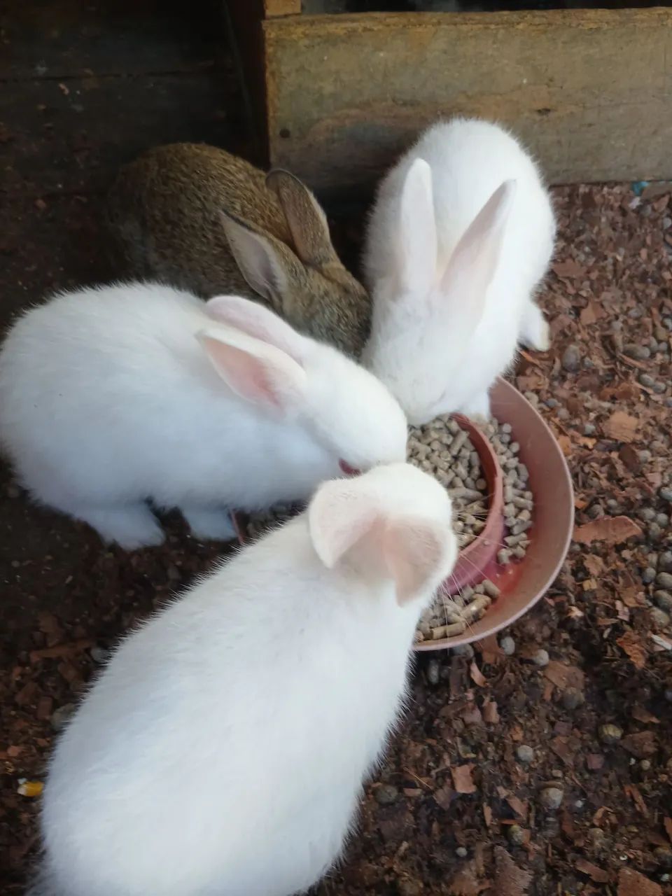 Coelhinhos Filhotes - Lindos e Adoráveis!