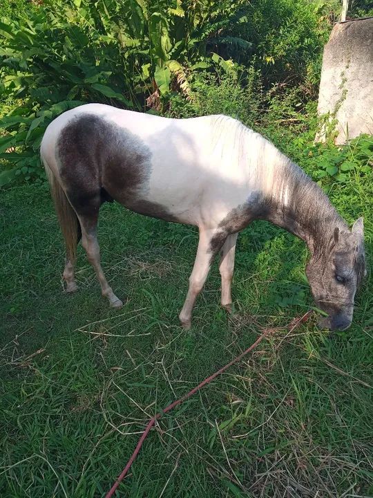 Potro Mangalarga Marchador - Foto 3