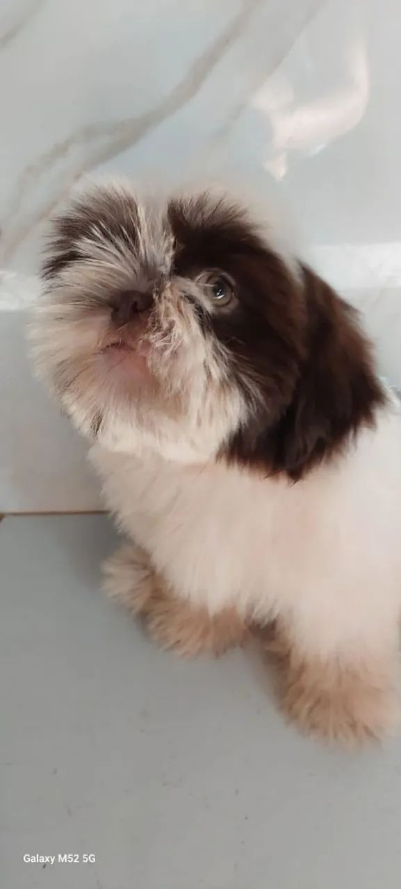 Filhote Shihtzu - Foto 3