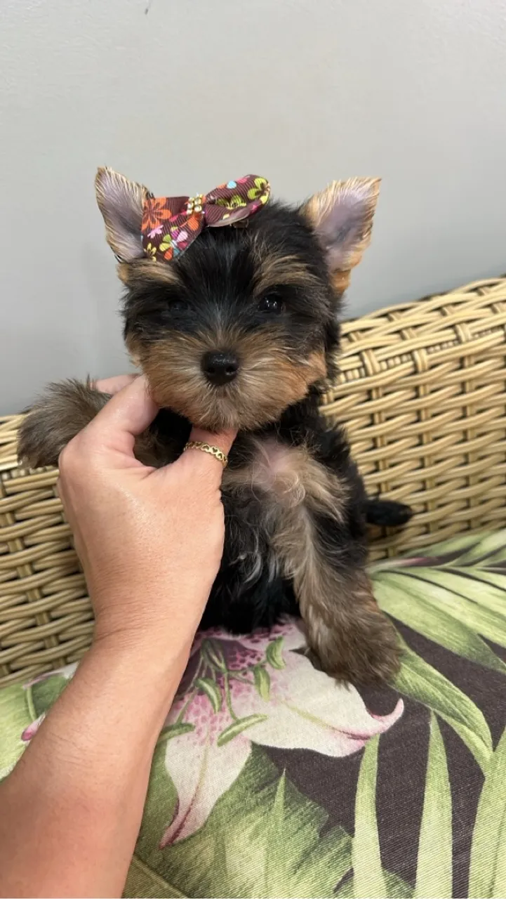 Filhote de Yorkshire Terrier entrega imediata com pedigree e vacinado