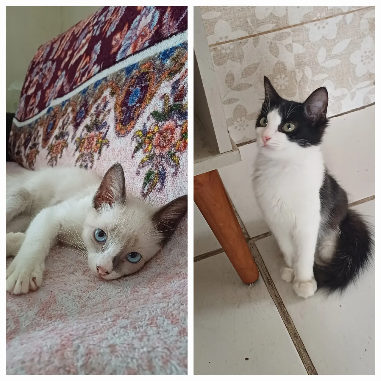 Gatinhos para adoção!!