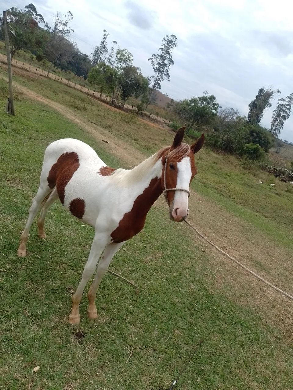 Vende-se potro mangalarga marchador com registro  - Foto 3