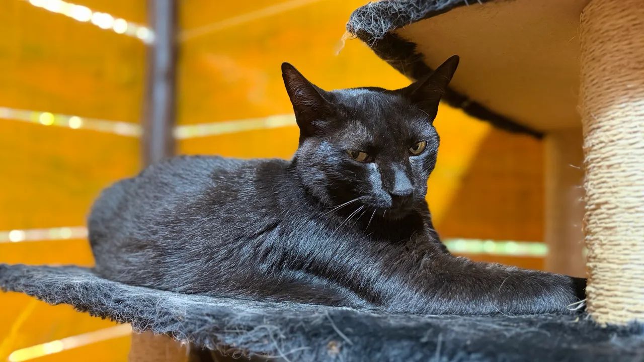 Irmãos para Adoção Conjunta - Castrados e Vacinados - Foto 4