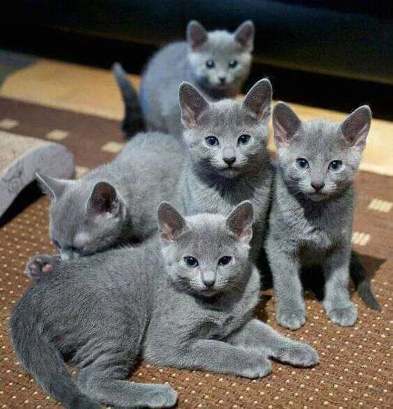 Russian Blue filhotes 2 meses 