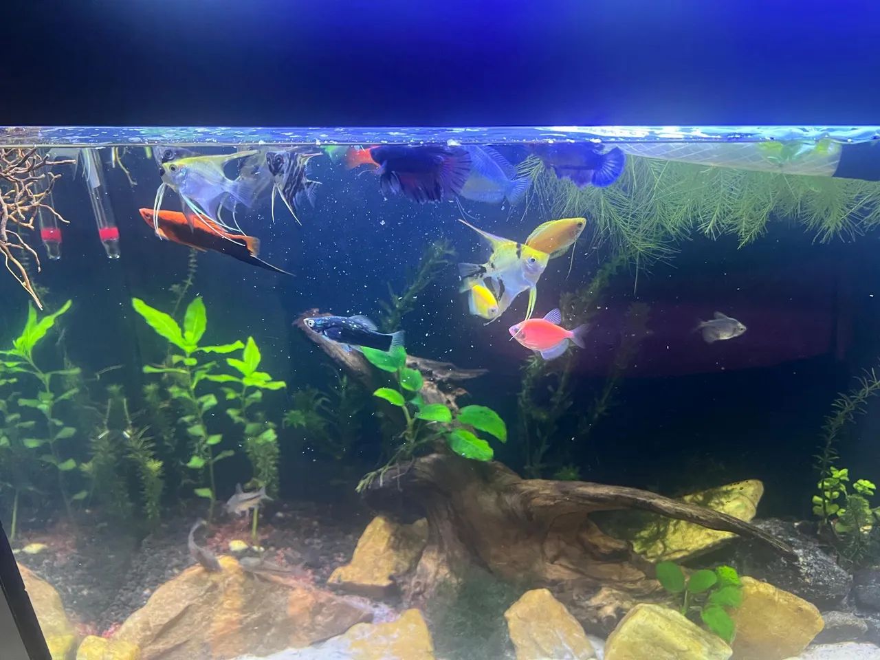 Aquário 100 litros com suporte  - Foto 5