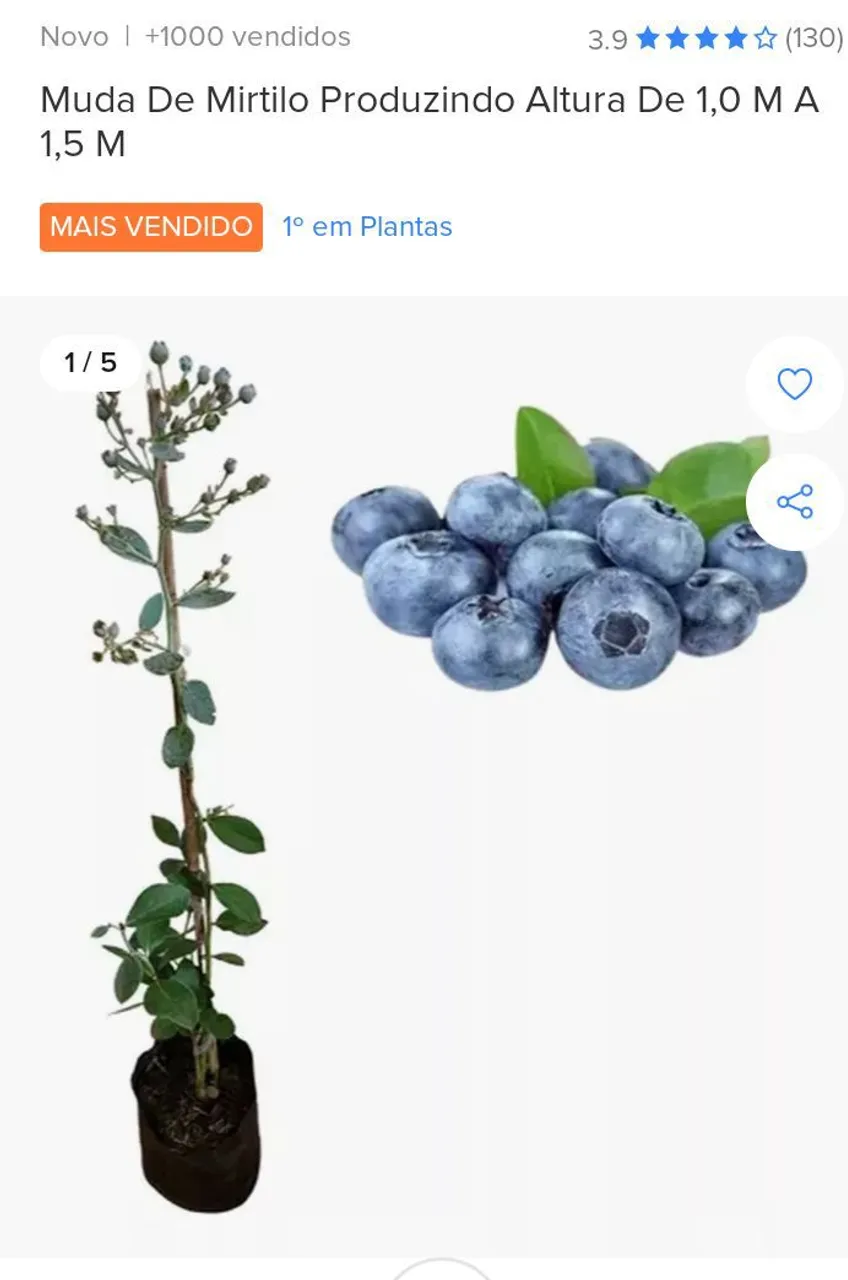 Muda de Mirtilo Produzindo - 1,0m a 1,5m