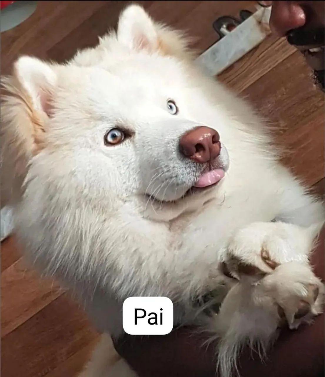 Husky Meme Husky And Polar Bear Filhote De Husky Siberiano FÊMEA