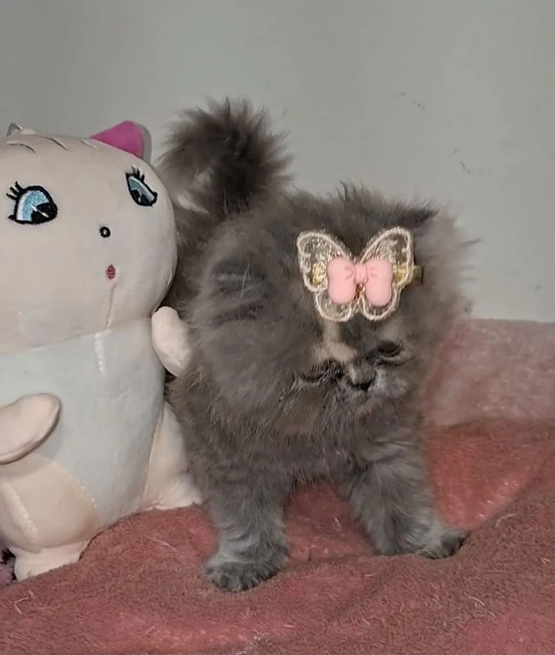 Persas (leia o anúncio) - Foto 5