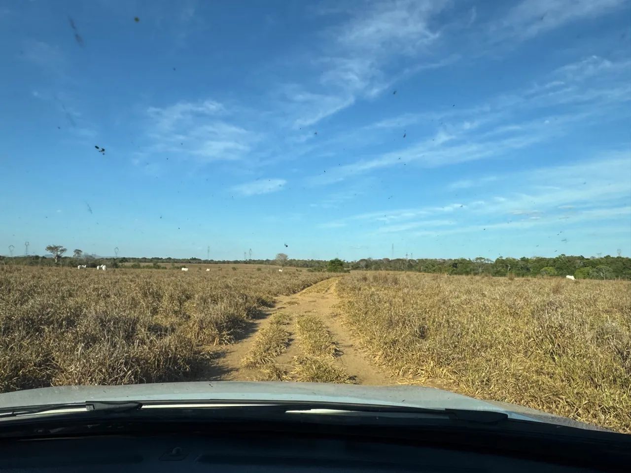 Faz 86 Alq 60 Alq de Pasto toda plena na br153 dos dois lados  - Foto 5