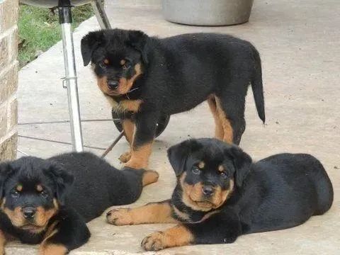 Rottweiler amor em estado bruto 