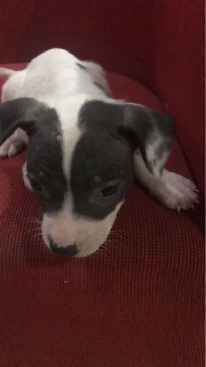 American Bully pochet  - Foto 5