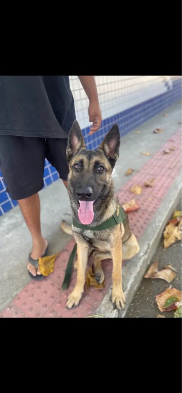 PASTO ALEMÃO BELGA MALINOÁ - Foto 3