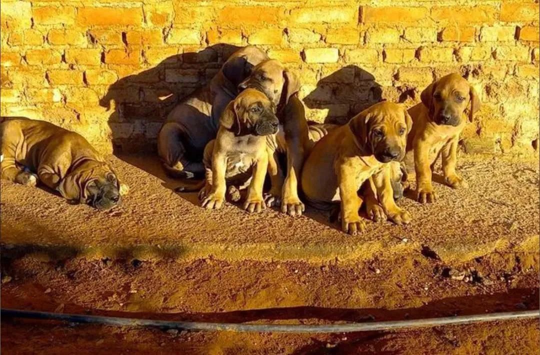Vendo Filhotes Fila Brasileiro  - Foto 2